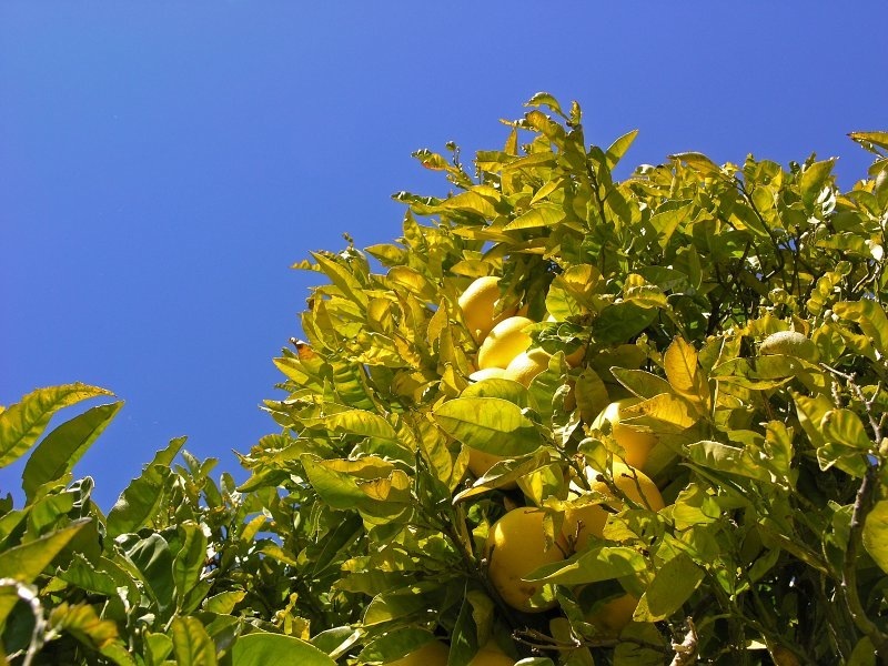 Pond's Place Macros and abstract views